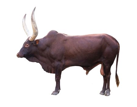 male ankole watusi isolated on white background