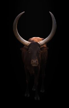 female ankole watusi standing in dark background