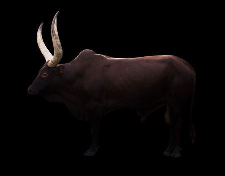 male ankole watusi standing in dark background