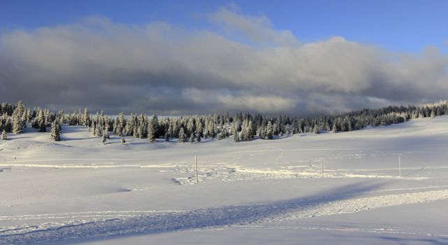 very beautiful winter landscape with fir trees white