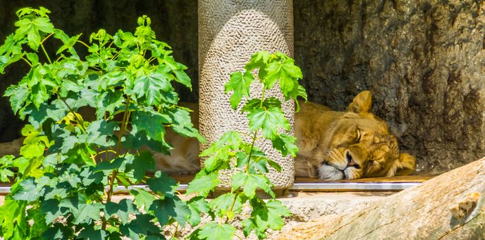 closeup of a female lion sleeping, wild cat from africa, Vulnerable animal specie