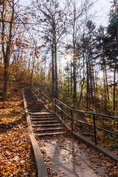 Path in natural park with autumn trees. Sunny autumn picturesque forest landscape with sunlight. Fall trees with colorful leaves background. Vivid october day, maple autumn trees road fall way