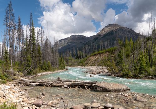 Panoramic image of a tranquil river scenery within the Kootenay National Park, British Columbia, Canada