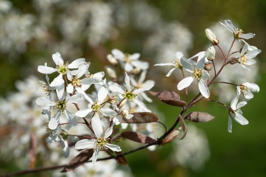 Juneberry (Amelanchier lamarckii), blooms of springtime