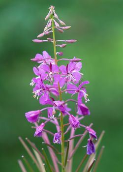 After the rain, close up of fragile flowers with watertrops 