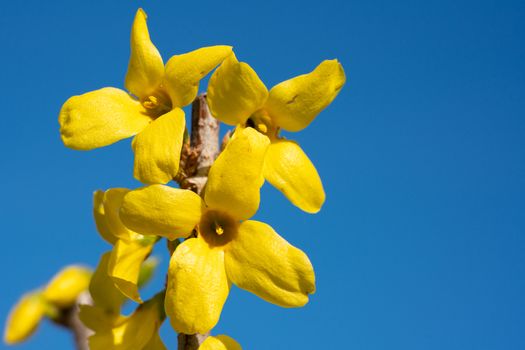 Forsythia (Forsythia × intermedia), flowers of springtime