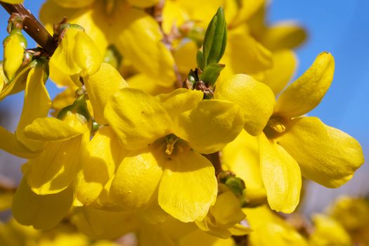 Forsythia (Forsythia × intermedia), flowers of springtime