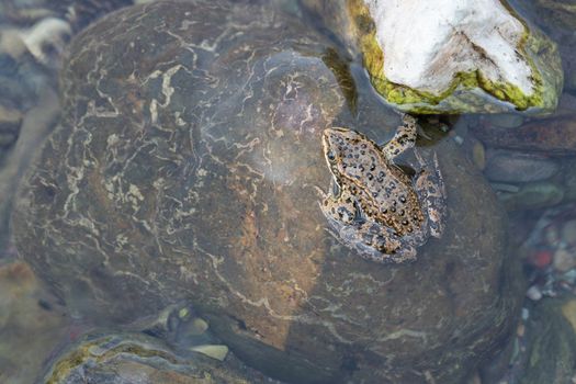 Columbia Spotted Frog (Rana luteiventris), image was taken in the Waterton Lakes National Park, Alberta, Canada