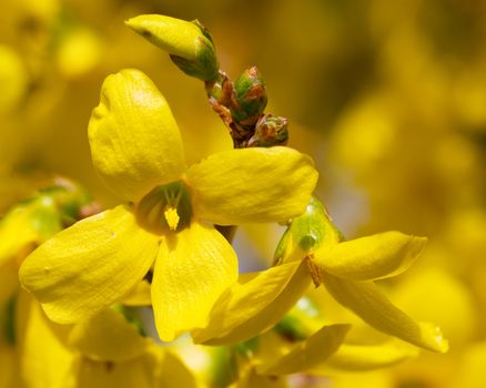 Forsythia (Forsythia × intermedia), flowers of springtime