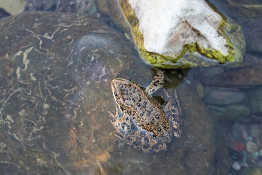 Columbia Spotted Frog (Rana luteiventris), image was taken in the Waterton Lakes National Park, Alberta, Canada