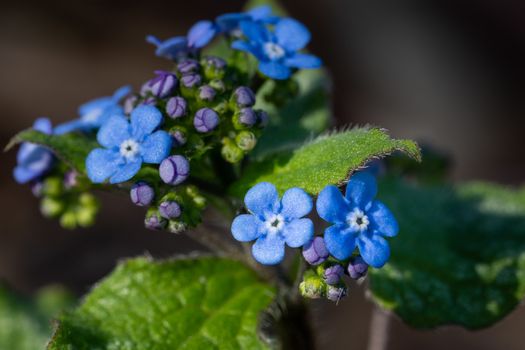 Siberian bugloss (Brunnera macrophylla), close up of the flower head