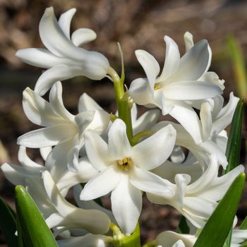 Common Hyacinth (Hyacinthus orientalis), flowers of springtime