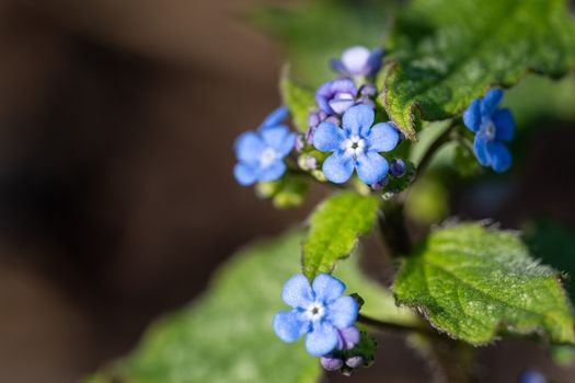 Siberian bugloss (Brunnera macrophylla), close up of the flower head