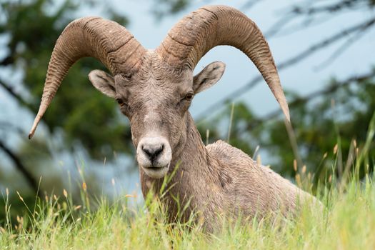 Bighorn sheep (Ovis canadensis), image was taken in the Kootenay National Park, British Columbia, Canada
