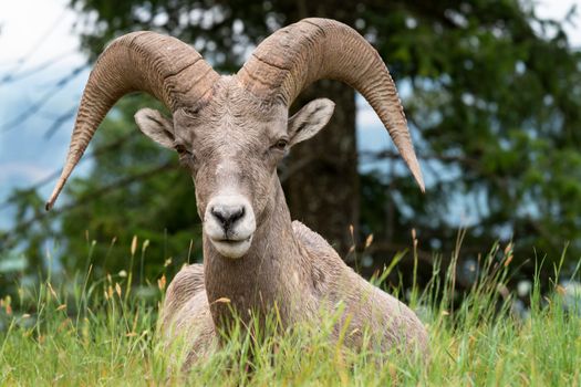 Bighorn sheep (Ovis canadensis), image was taken in the Kootenay National Park, British Columbia, Canada