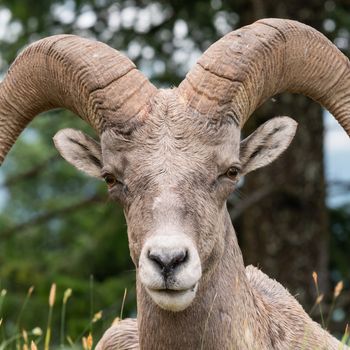 Bighorn sheep (Ovis canadensis), image was taken in the Kootenay National Park, British Columbia, Canada