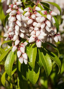 Japanese andromeda (Pieris japonica), close up of the flower head