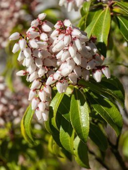 Japanese andromeda (Pieris japonica), close up of the flower head