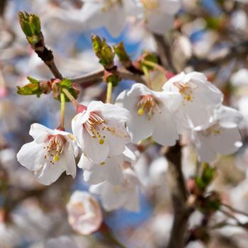 Fuji cherry 'Kojou-no-mai' (Prunus incisa), close up of the flower head