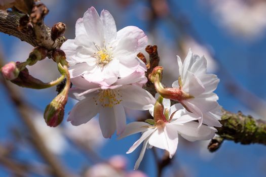 Higan cherry (Prunus subhirtella), close up of the flower head