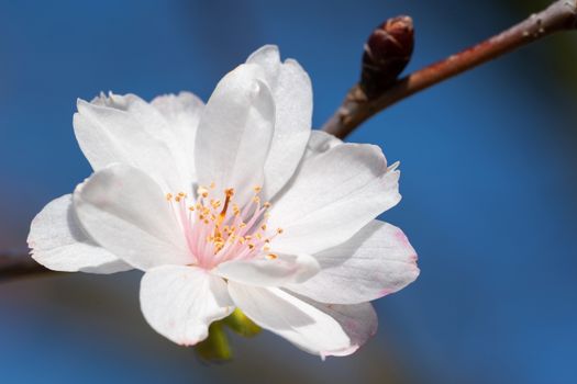 Higan cherry (Prunus subhirtella), close up of the flower head