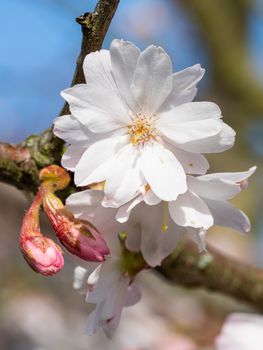 Higan cherry (Prunus subhirtella), close up of the flower head