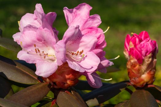 Rhododendron Hybrid (Rhododendron hybrid), close up of the flower head