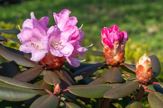 Rhododendron Hybrid (Rhododendron hybrid), close up of the flower head