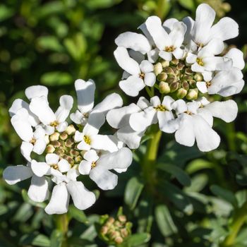 Evergreen Candytuft (Iberis sempervirens), blossoms of springtime