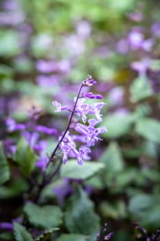 The background image of the colorful flowers, background nature