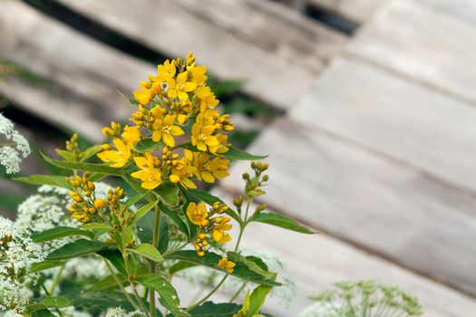 Blooming wildflowers solidago virgaurea know as goldenrod.