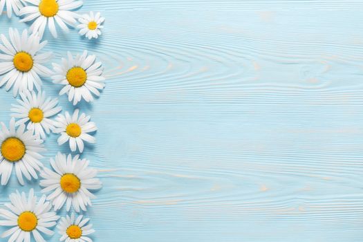 White camomiles on a blue wooden background. Beautiful spring composition, template for design with place for text.