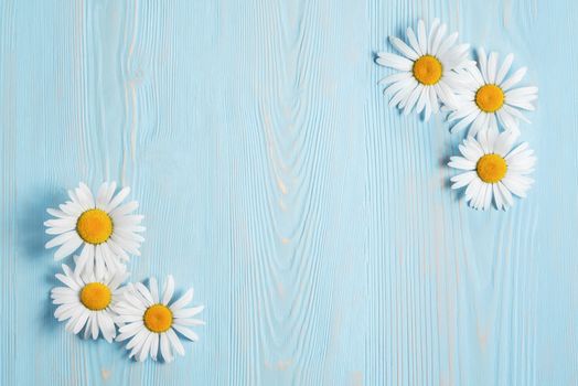 White camomiles on a blue wooden background. Beautiful spring composition, template for design with place for text.