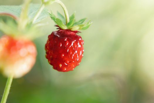 Small wild strawberries on a bush in a summer forest.