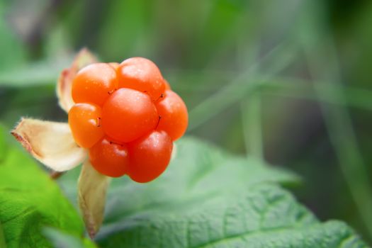 Cloudberry berry grows in a summer forest in a swamp.