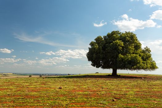 Beautiful tree irregular in symmetry stands alone in a rural field