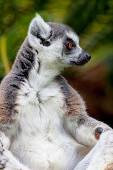 Beautiful specimen of Lemur of ring-shaped tail taking up a curious pose