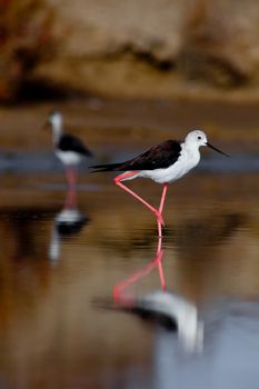 Black-Winged Stilt searching for some to eat