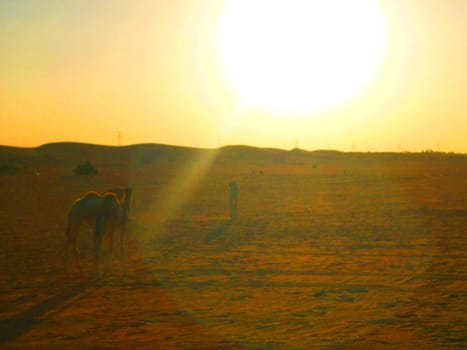 visiting desert during winter