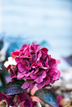 Magenta hydrangea flower in garden