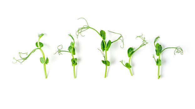 Micro greens - sprouts peas in row. Isolated on white background. Top view or flat lay.