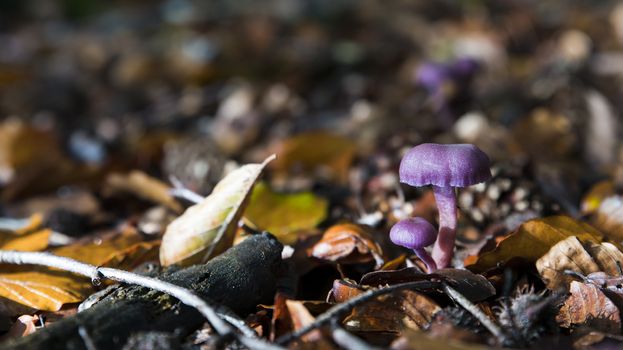 autumn forest with a big and small Laccaria amethystina or the amethyst deceiver between the leaves and ferns on the forest floor.