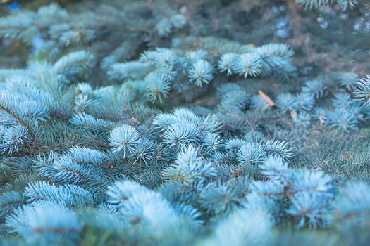 Branches of blue fir tree natural background with copy space for text wintertime cold frost Christmas concept