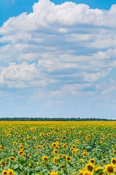 Yellow Sunflowers Field under Cloudy Sky in Bulgaria