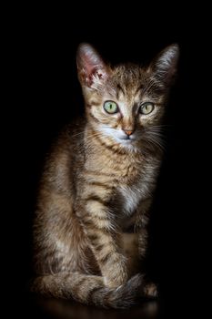 Portraite of Little Outbred Kitten over Black Background