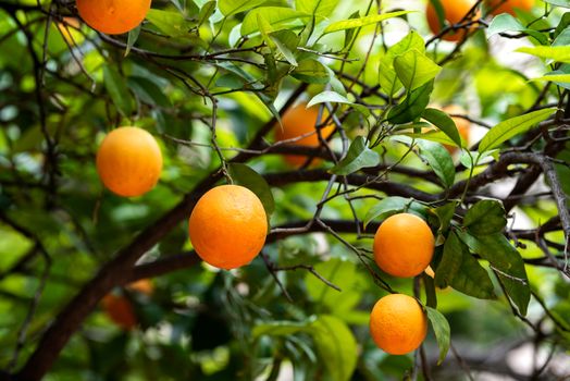 Bloomy orange garden in Valencia. Spain