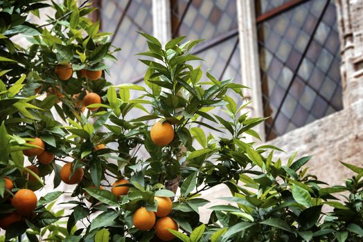 Bloomy orange garden in Valencia. Spain