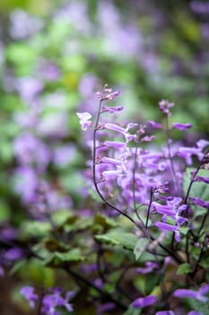 The background image of the colorful flowers, background nature