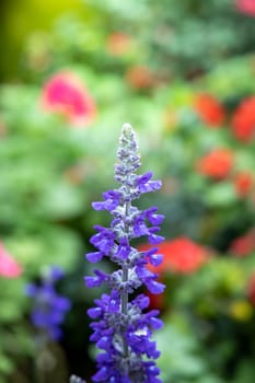 The background image of the colorful flowers, background nature