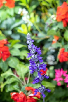 The background image of the colorful flowers, background nature